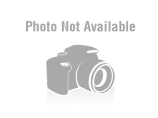 BlueTang Fish for Sale Vibrant Colors Swimmers for Your Pond or Aquarium