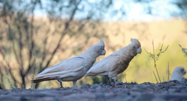 Cockatoos for Sale – Perfect for Bird Lovers and Companions