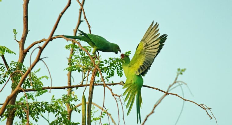 Talkative Parrots for Sale Intelligent and Affectionate Companions