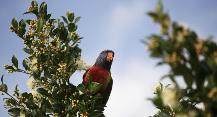 Talkative Parrots for Sale Intelligent and Affectionate Companions